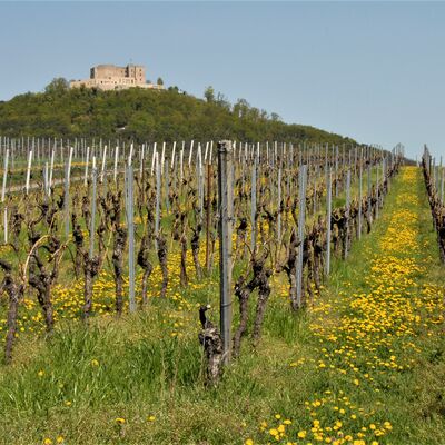 Blick durch die Weinberge auf das Hambacher Schloss im Frühling.