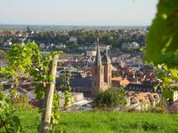 Bild vergrern: Blick auf Neustadt an der Weinstrae durch die Reben 