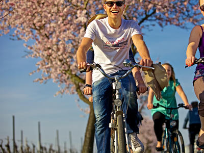 Bild vergrößern: Mit dem Rad durch die Mandelblüte © kgp.de