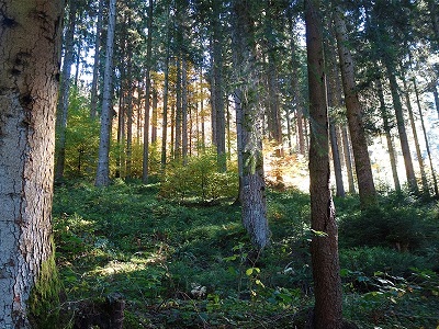 Bild vergrößern: Komm mit in den Wald: Wohlfühltour ©Robert Fischer