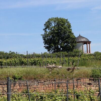Haardt Core Pfalz: Spaziergang mit Weinproben und passenden Leckereien