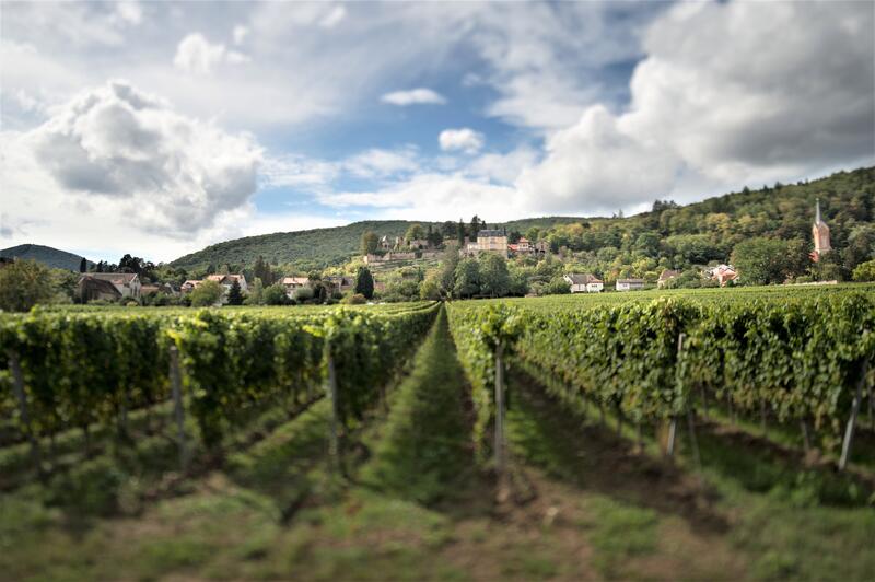 Bild vergrößern: Weinbergslandschaft mit Blick auf das Weindorf Haardt © M. Gjivovich