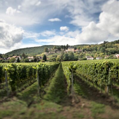 Weinbergslandschaft mit Blick auf das Weindorf Haardt © M. Gjivovich