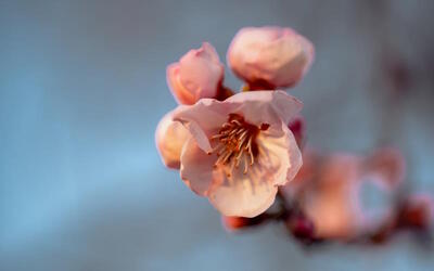 Bild vergrößern: Mandelblüte Knospen © Lena Geib Photographie
