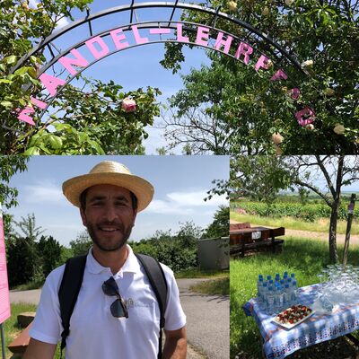 Impressionen vom Mandelblüten-Spaziergang mit dem Eingang zum Mandelblüten-Lehrpfad und einem Picknicktisch in den Weinbergen