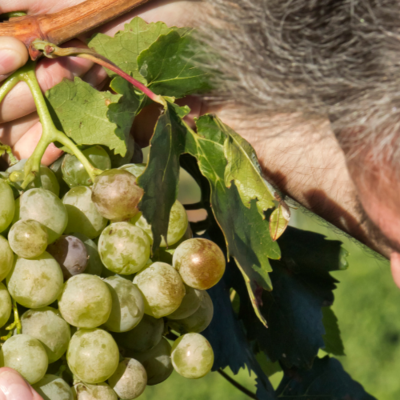 Zugunsten des Weinanbaus richtet die Stadt eine Resolution an die EU 