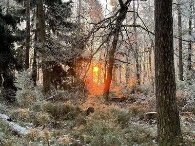 Bild vergrößern: Winterstimmung im Pfälzerwald