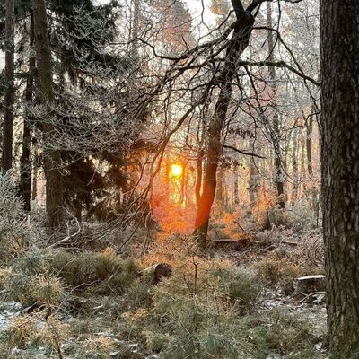 Bild vergr&ouml;&szlig;ern: Winterstimmung im Pfälzerwald