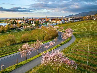 Bild vergrößern: Zauberhafte Mandelblüte im Neustadter Weindorf Gimmeldingen