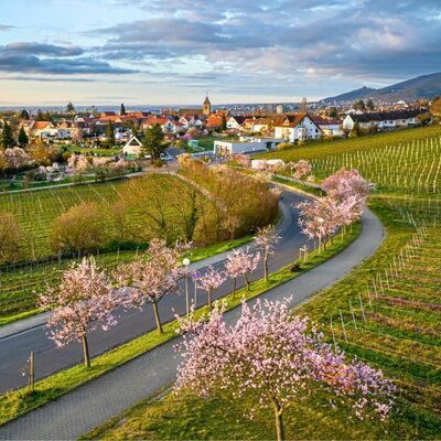 Bild vergr&ouml;&szlig;ern: Zauberhafte Mandelblüte im Neustadter Weindorf Gimmeldingen
