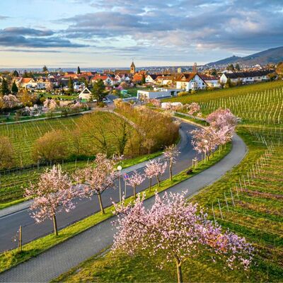 Zauberhafte Mandelblüte im Neustadter Weindorf Gimmeldingen