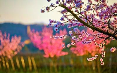 Bild vergr&ouml;&szlig;ern: Zauberhafte Mandelblüte in Neustadt an der Weinstraße