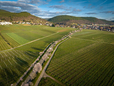 Bild vergrößern: Blick auf das Weindorf Gimmeldingen
