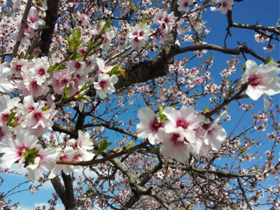Bild vergrößern: Zauberhafte Mandelblüte in Neustadt an der Weinstraße