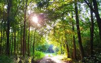 Bild vergr&ouml;&szlig;ern: Spaziergang im Wald
