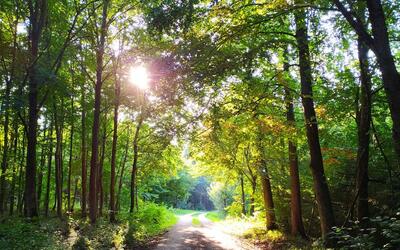 Spaziergang im Wald