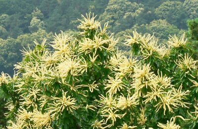 Bild vergr&ouml;&szlig;ern: Kastanienblüte in der Pfalz