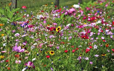 Bild vergr&ouml;&szlig;ern: Blumenwiese