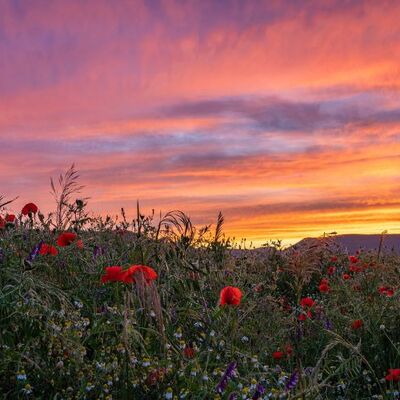 Bild vergr&ouml;&szlig;ern: Sonnenuntergang hinter dem Haardtrand