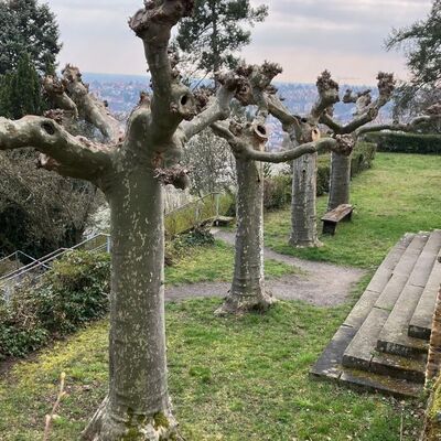 Bild vergr&ouml;&szlig;ern: Führung Dr. Welsch Terrasse