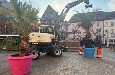Bild vergr&ouml;&szlig;ern: Ein Bagger transportiert Pflanzen und Kübel auf den Marktplatz in Neustadt an der Weinstraße