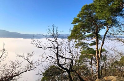 Bild vergr&ouml;&szlig;ern: Walderlebnis bei der Wald-Ralley