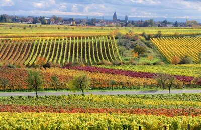 Bild vergr&ouml;&szlig;ern: Weinlagenführung in Gimmeldingen