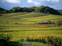 Bild vergr&ouml;&szlig;ern: Weinrebenpanorama