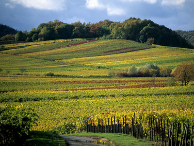 Bild vergr&ouml;&szlig;ern: Weinrebenpanorama