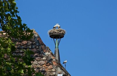 Bild vergr&ouml;&szlig;ern: Storchennest