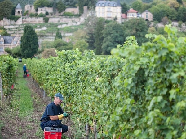 Bild vergr&ouml;&szlig;ern: Weinlese in Neustadt an der Weinstraße