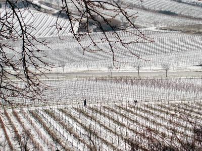 Bild vergr&ouml;&szlig;ern: Winterwelt in den Weinbergen © Rolf Schädler