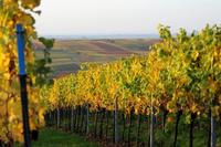 Bild vergr&ouml;&szlig;ern: Herbst in der Pfalz © Pfalzwein e.V.