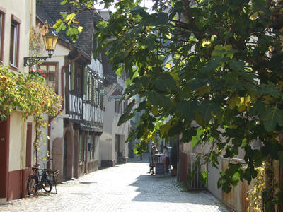 Bild vergr&ouml;&szlig;ern: Hintergasse-Feigenbaum © Rolf Schädler
