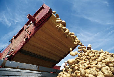 Bild vergrößern: Pfälzer Kartoffeln © gliglag.de