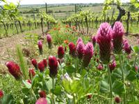 Bild vergr&ouml;&szlig;ern: Auf dem Bild sind im Vordergrund Blumen und im Hintergrund Weinreben zu erkennen
