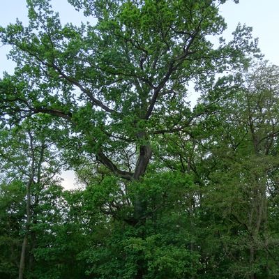 Bild vergrößern: eine große alte Eiche umringt von anderen Laubbäumen
blauer Himmel