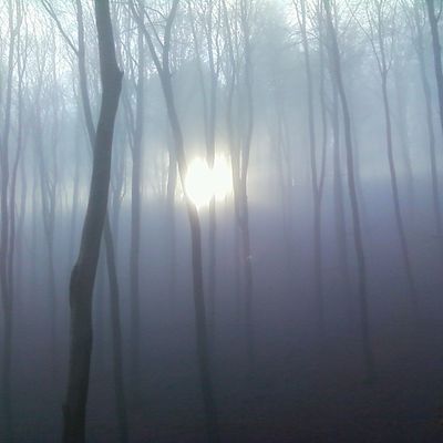 Bild vergrößern: Wald, fotografiert durch Nebel, im Hintergrund ist die Sonne zusehen, die durch die Bäume blinzelt