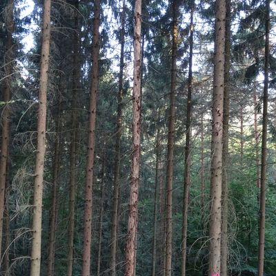 Bild vergrößern: Wald mit Fichtenbestand
teilweise von Borkenkäfern befallen