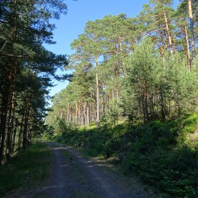 Bild vergrößern: Waldweg durch einen Kiefernwald, blauer Himmel
