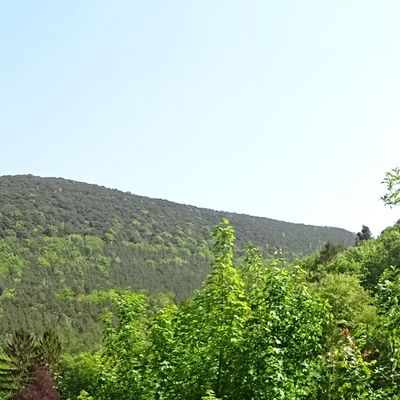 Bild vergrößern: im Vordergrund Laubbäume, im Hintergrund der Pfälzerwald mit seinen Erhebungen