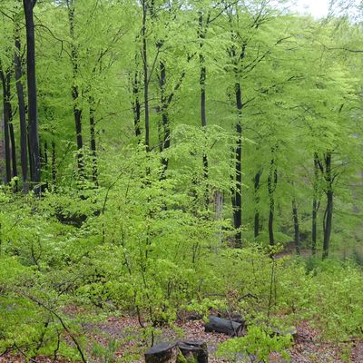 Bild vergrößern: Wald mit jungen Buchen im Vordergrund, im Hintergrund alte Buchen in sattem Grün