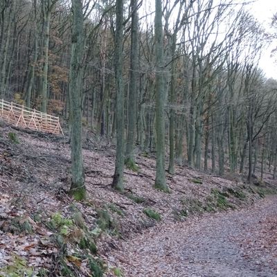Bild vergrößern: Waldweg durch einen Edelkastanien-Traubeneichenwald, links oben im Bild ein Kleingatter mit Eichenpflanzung