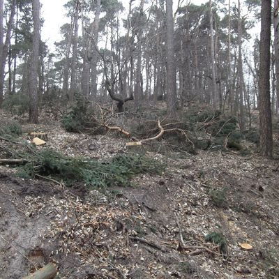 Bild vergrößern: Wald, von unten einen Hang hinauf fotografiert
der Boden ist mit Reisig und Laub bedeckt
