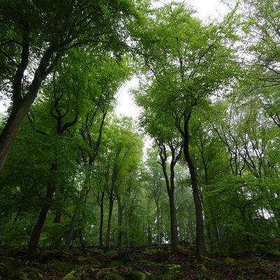 Bild vergrößern: naturbelassener Laubwald, fotografiert von unten einen Hang hinauf