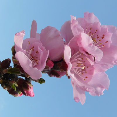Zauberhafte Mandelblüte in Neustadt an der Weinstraße
