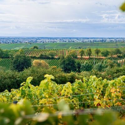 Bild vergr&ouml;&szlig;ern: Rebenmeerrallye in der Weinbergslandschaft