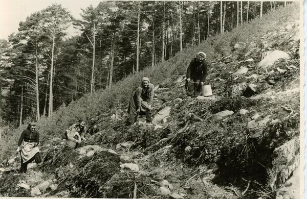 Bild vergr&ouml;&szlig;ern: Pflanzarbeiten im Wald