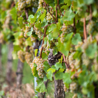 Bild vergr&ouml;&szlig;ern: 128_Trauben von Riesling