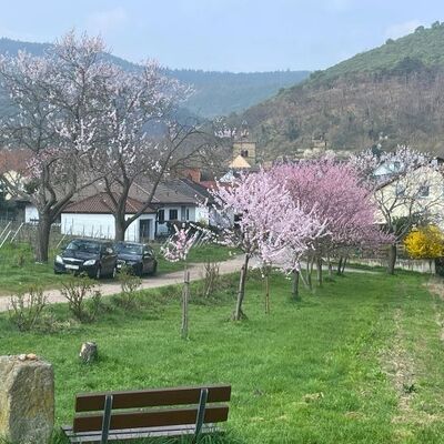 Bild vergr&ouml;&szlig;ern: After-Worktour durch Gimmeldingen